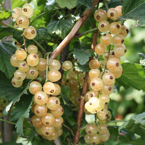Ribes rubrum 'Summer Pearls® White' - Valge sõstar 'Summer Pearls® White' C5/5L